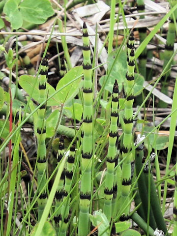 Equisetum hyemale