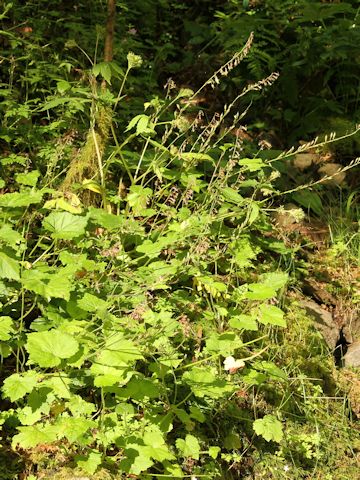 Tolmiea menziesii