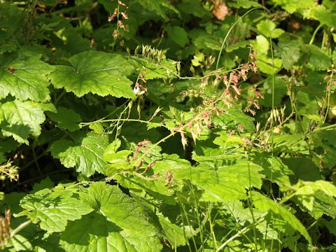 Tolmiea menziesii