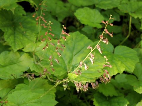 Tolmiea menziesii