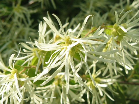 Loropetalum chinense