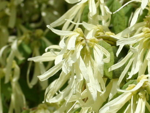 Loropetalum chinense