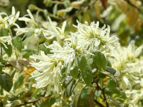 Loropetalum chinense