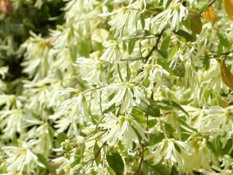 Loropetalum chinense