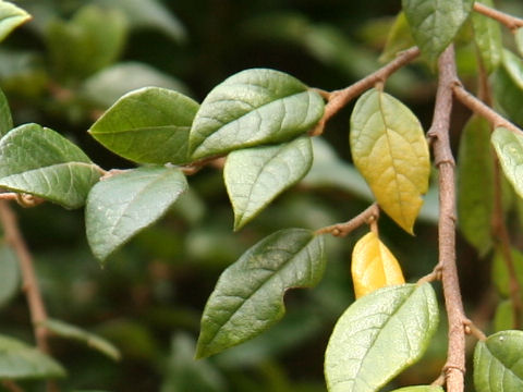 Loropetalum chinense