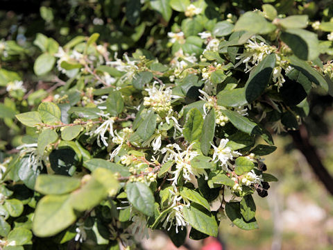 Loropetalum chinense