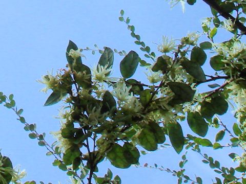 Loropetalum chinense