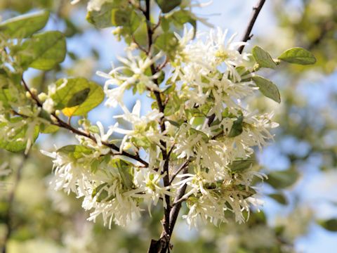 Loropetalum chinense