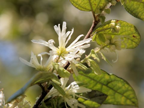 Loropetalum chinense