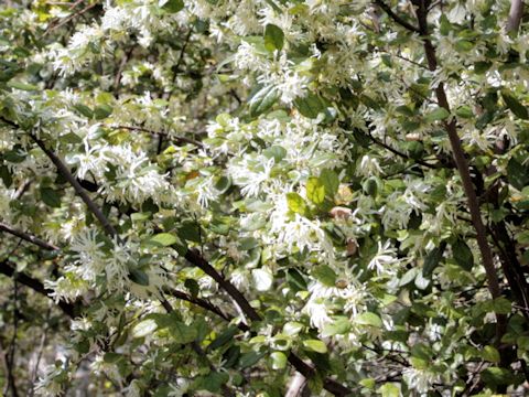 Loropetalum chinense