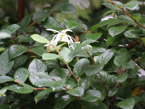 Loropetalum chinense