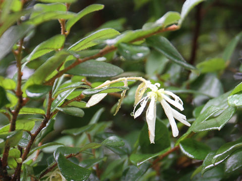 Loropetalum chinense