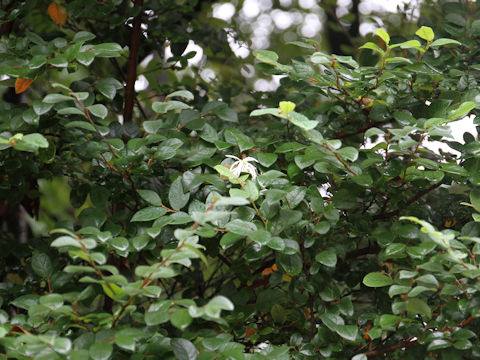 Loropetalum chinense