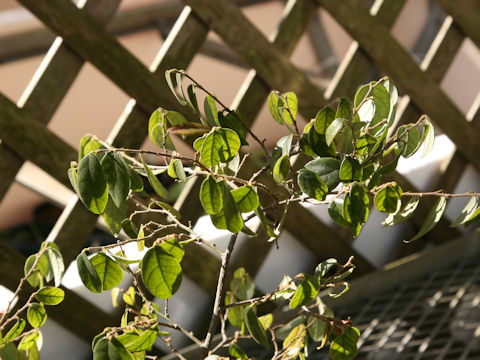 Loropetalum chinense