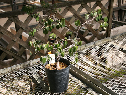 Loropetalum chinense