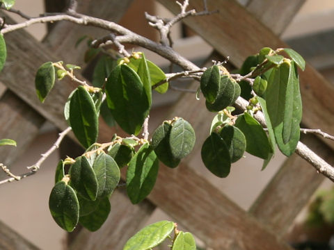 Loropetalum chinense