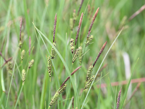 Carex middendorffii