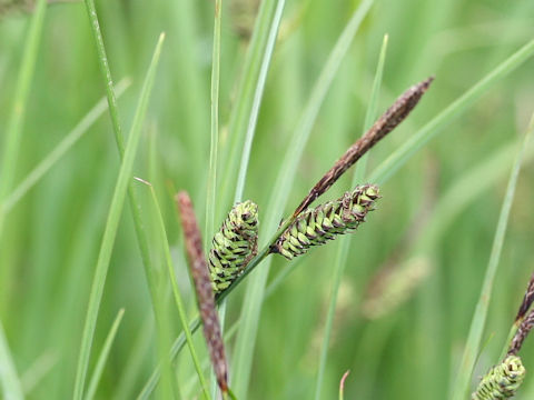 Carex middendorffii