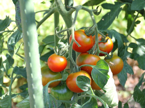 Lycopersicon esculentum cv. Gooseberry