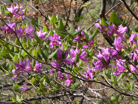 Rhododendron wadanum