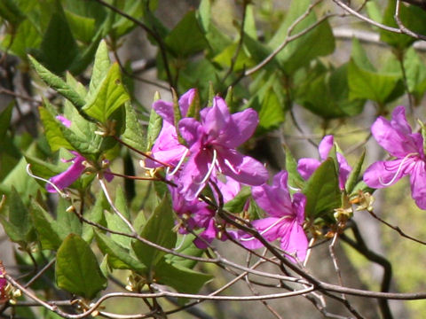 Rhododendron wadanum