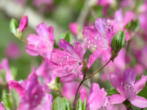 Rhododendron wadanum