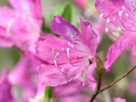 Rhododendron wadanum