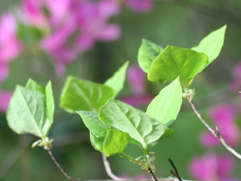 Rhododendron wadanum