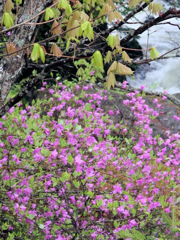 Rhododendron wadanum