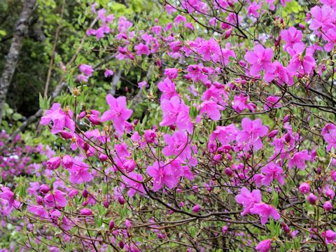 Rhododendron wadanum