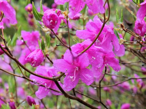 Rhododendron wadanum