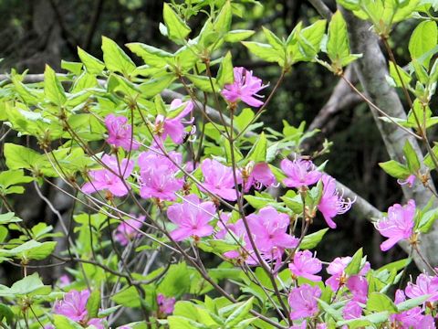 Rhododendron wadanum