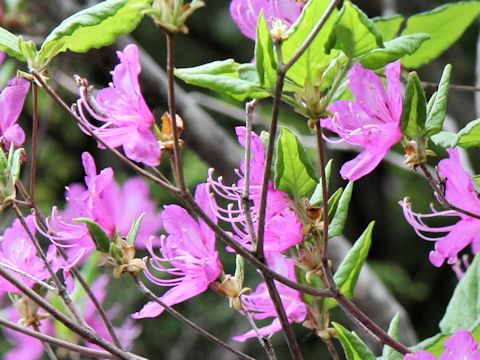 Rhododendron wadanum