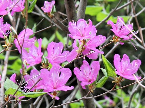 Rhododendron wadanum