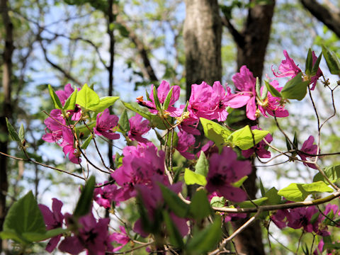 Rhododendron wadanum