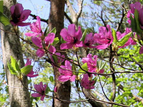 Rhododendron wadanum