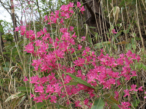 Rhododendron wadanum