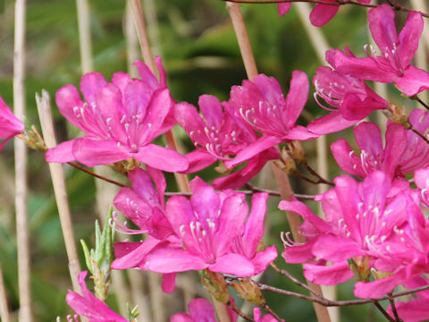 Rhododendron wadanum