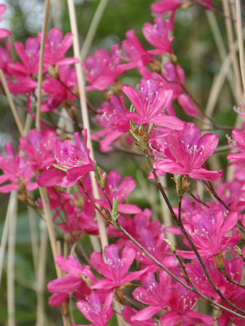 Rhododendron wadanum