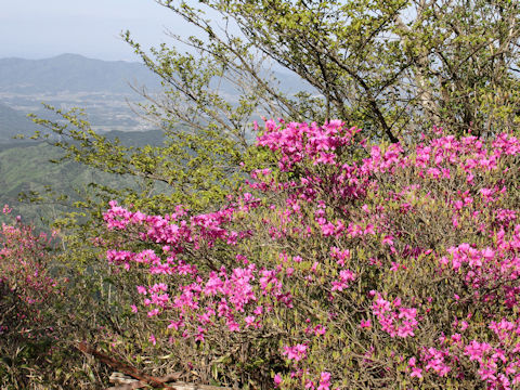 Rhododendron wadanum