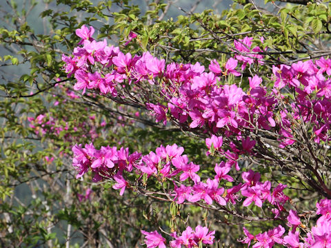 Rhododendron wadanum