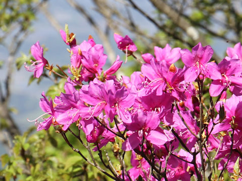 Rhododendron wadanum