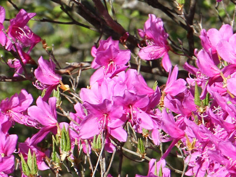 Rhododendron wadanum