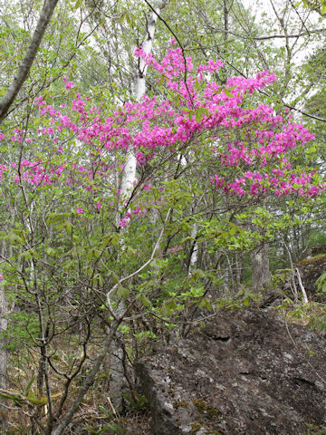 Rhododendron wadanum