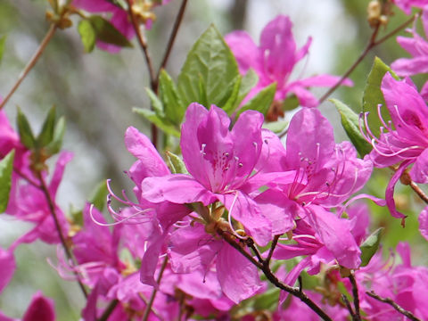 Rhododendron wadanum