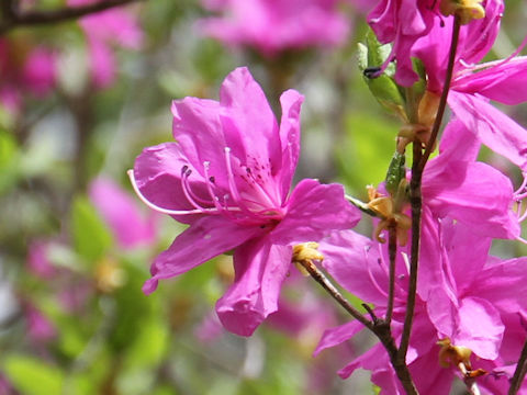 Rhododendron wadanum