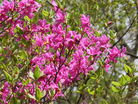 Rhododendron wadanum