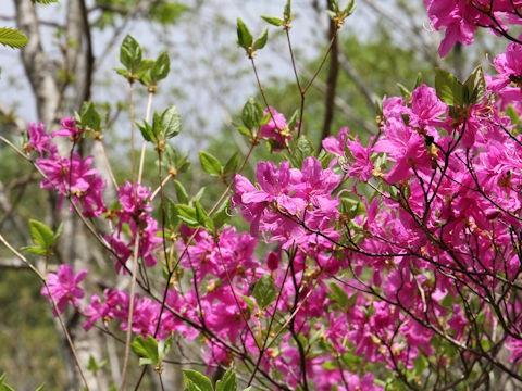 Rhododendron wadanum