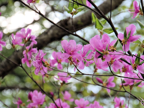 Rhododendron wadanum