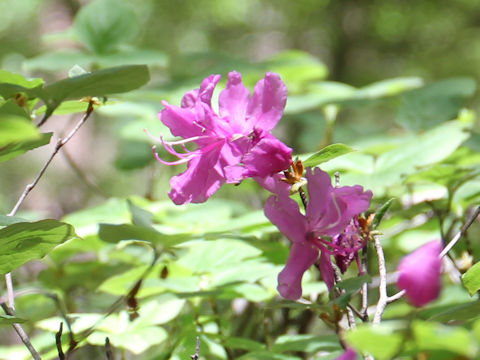 Rhododendron wadanum